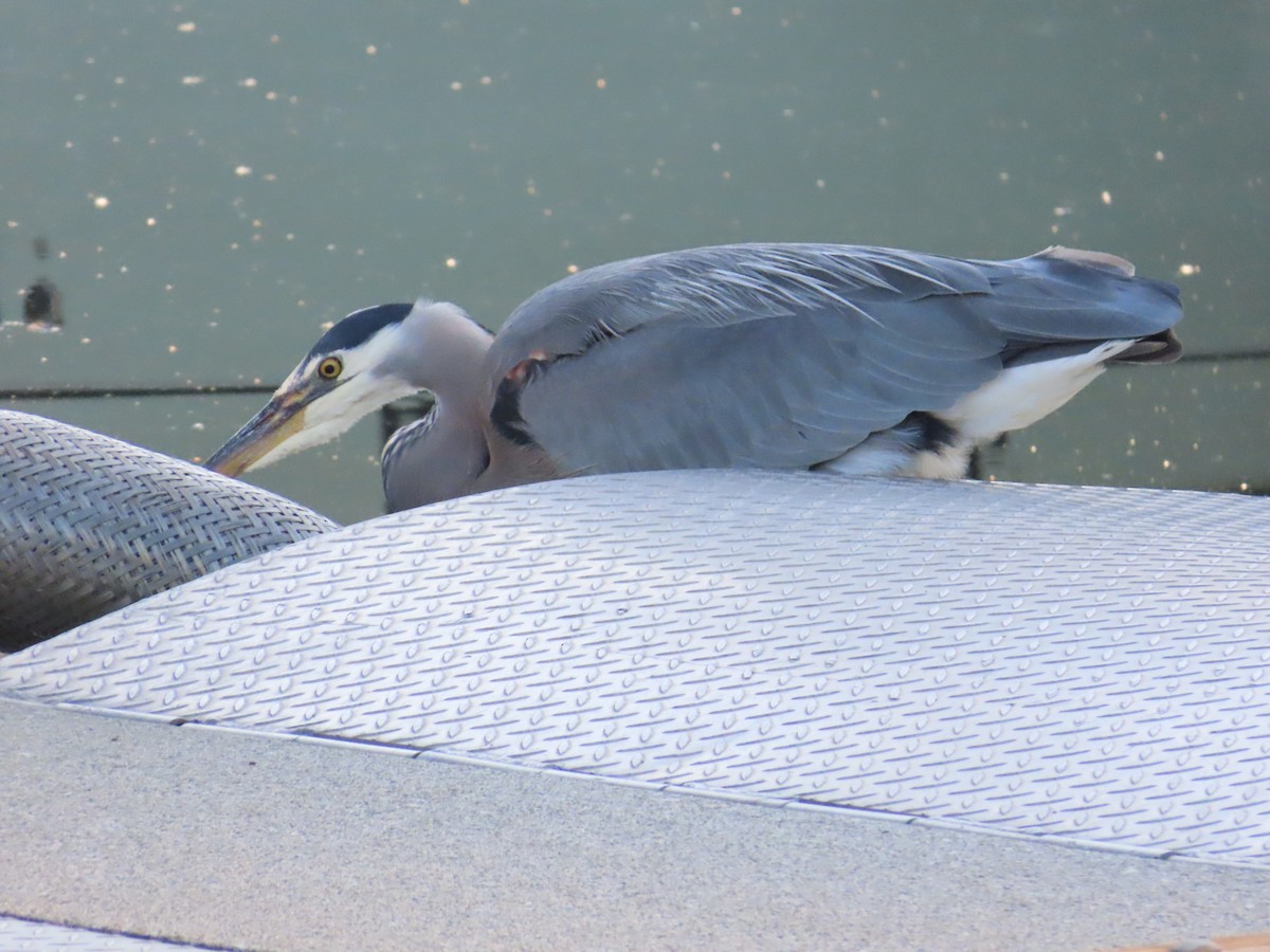 Great Blue Heron - ML622054405