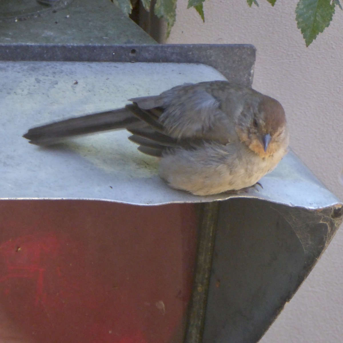 California Towhee - ML622054406