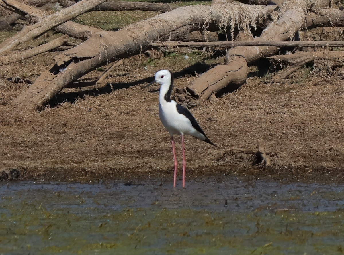 Pied Stilt - ML622054408