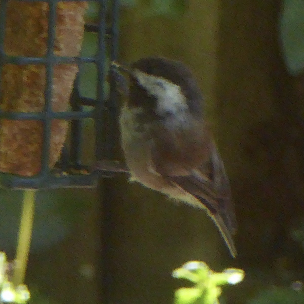 Chestnut-backed Chickadee - ML622054409