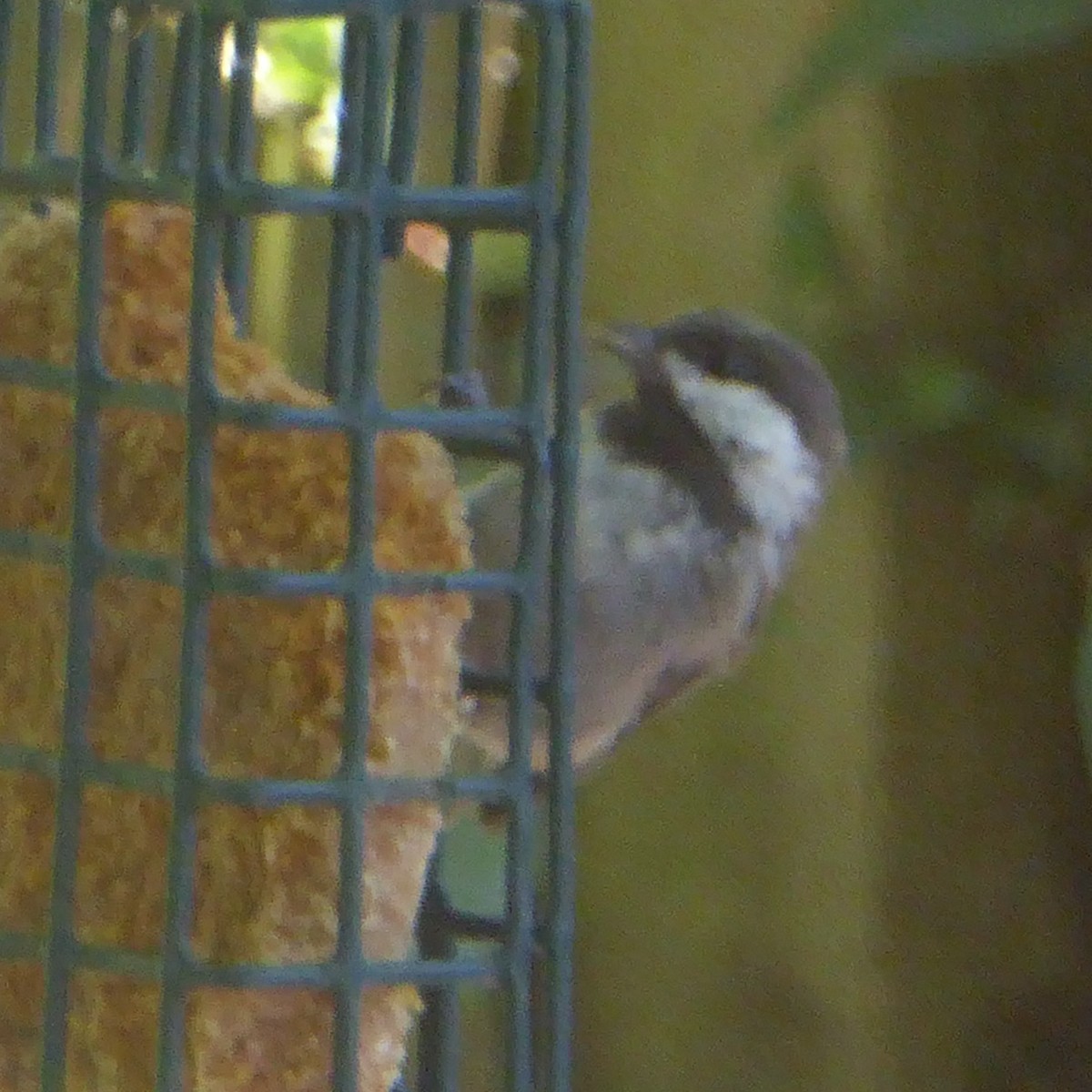 Chestnut-backed Chickadee - ML622054410