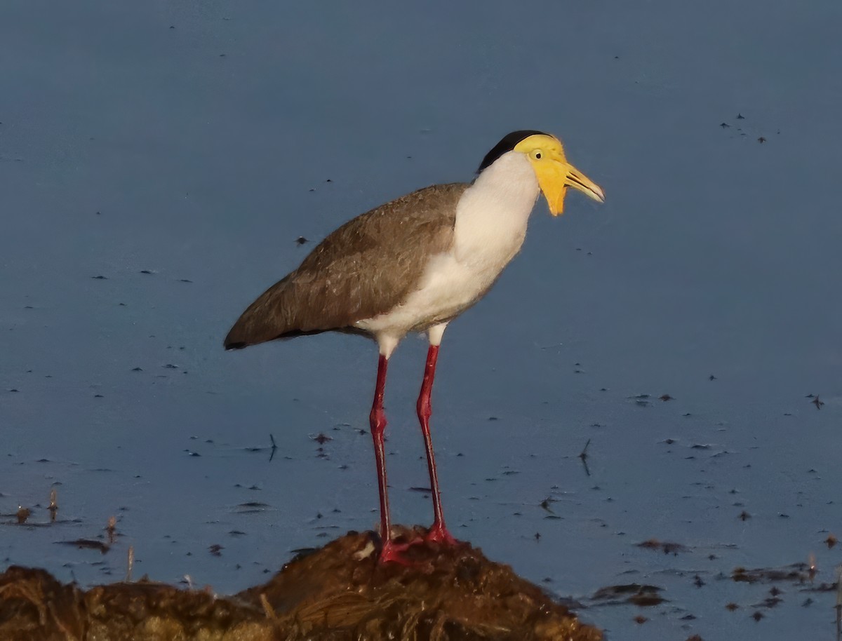 Masked Lapwing - ML622054411