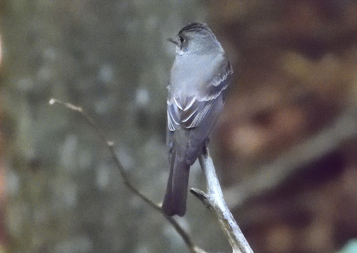 Eastern Wood-Pewee - ML622054414