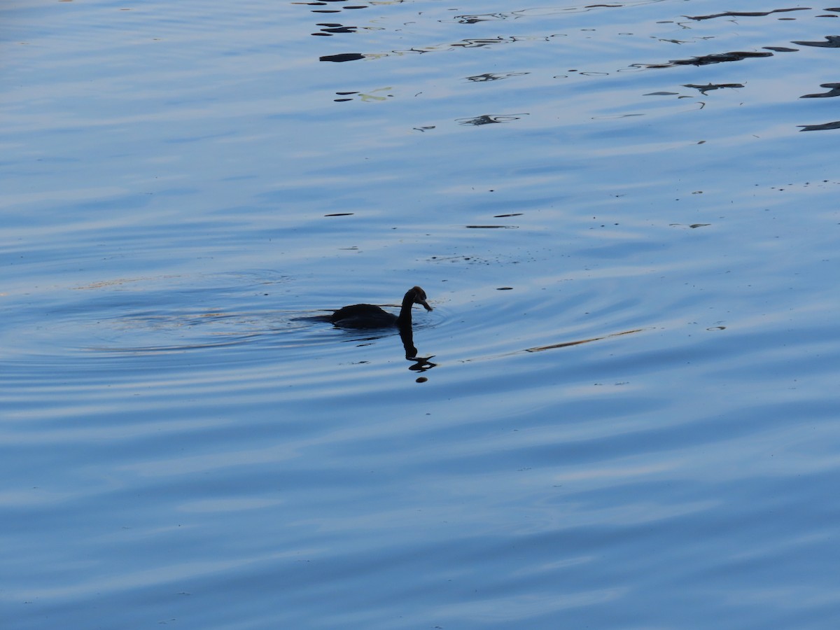 Pelagic Cormorant - ML622054415