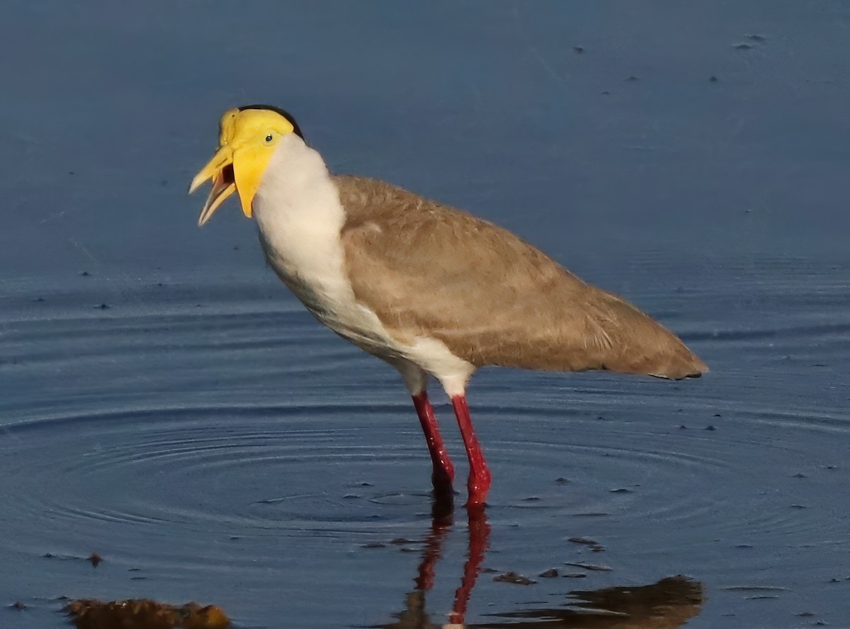 Masked Lapwing - ML622054416