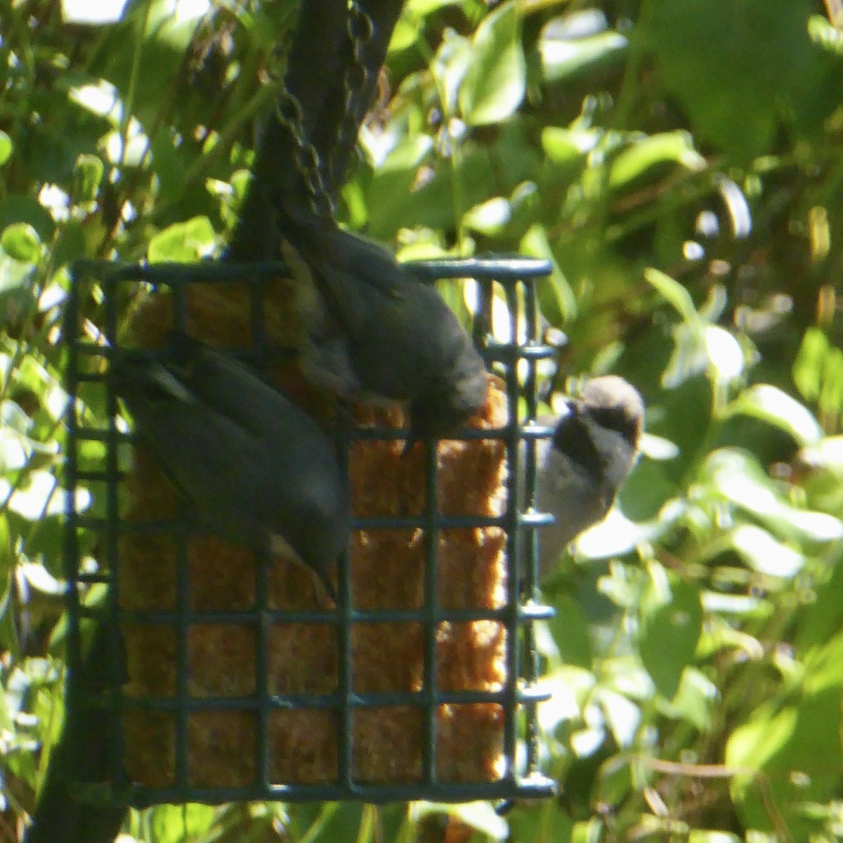 Chestnut-backed Chickadee - ML622054420