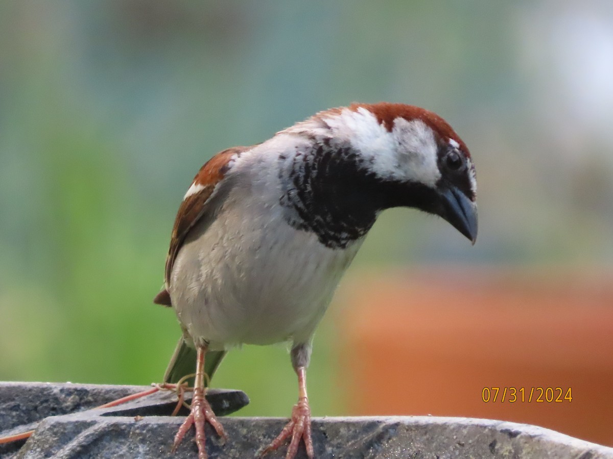 House Sparrow - ML622054436