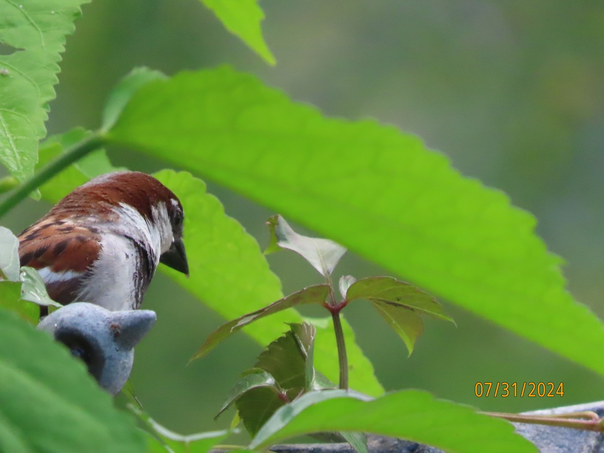 House Sparrow - ML622054437