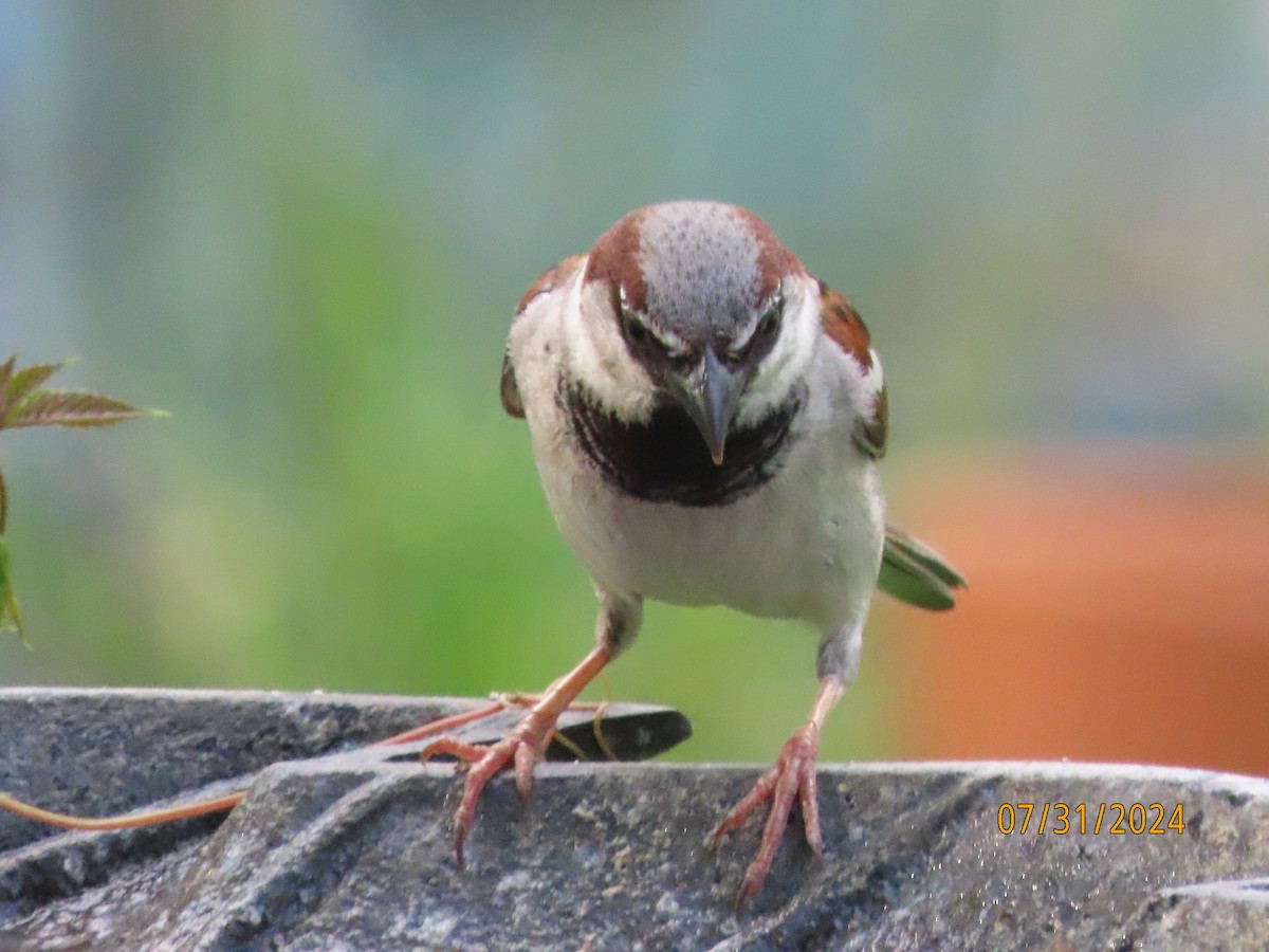 House Sparrow - ML622054438