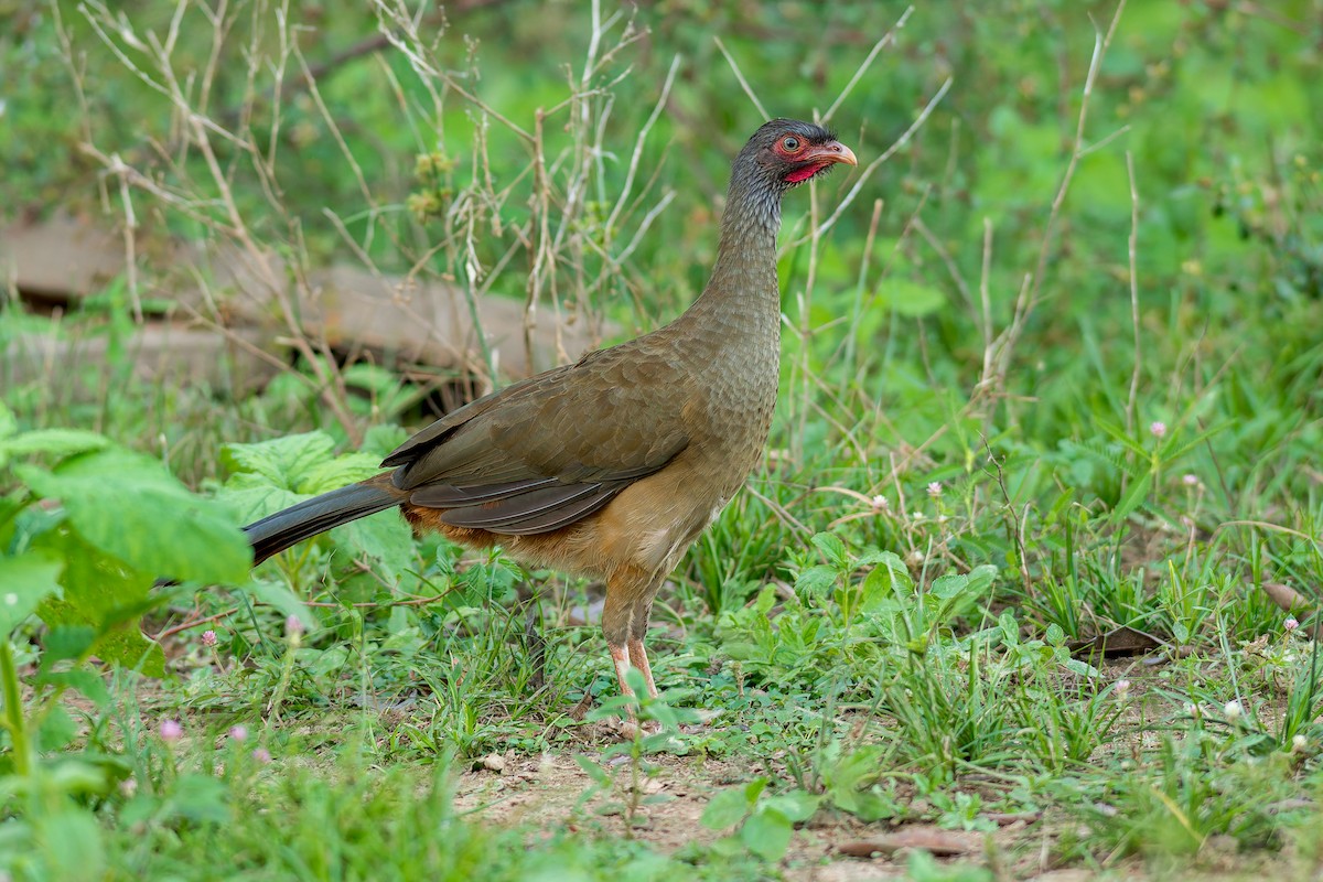 Chaco Chachalaca - ML622054441