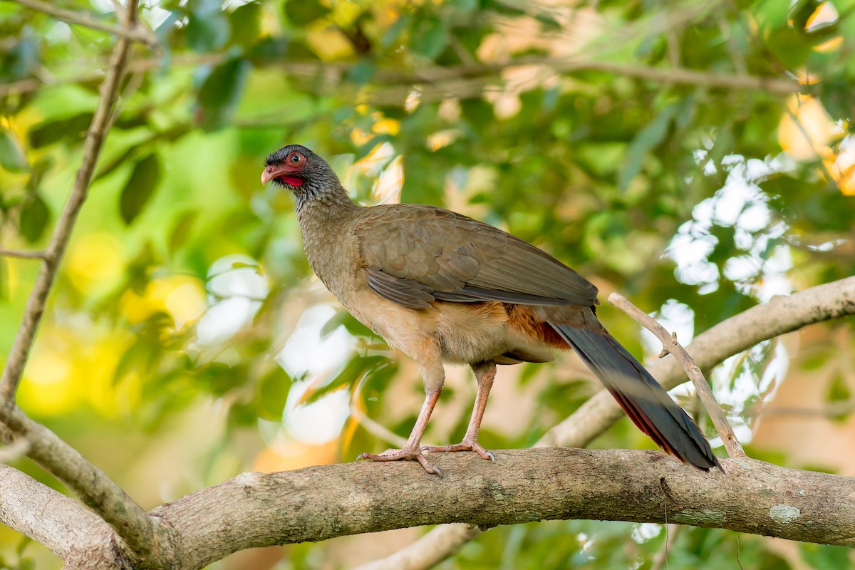 Chaco Chachalaca - ML622054443