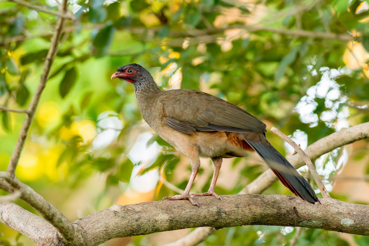 Chaco Chachalaca - ML622054444