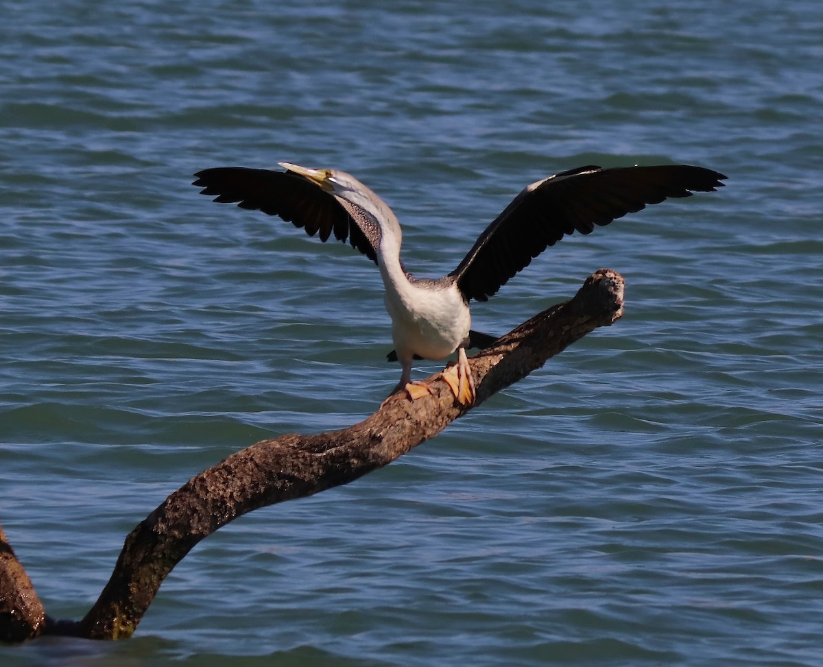 Australasian Darter - ML622054446