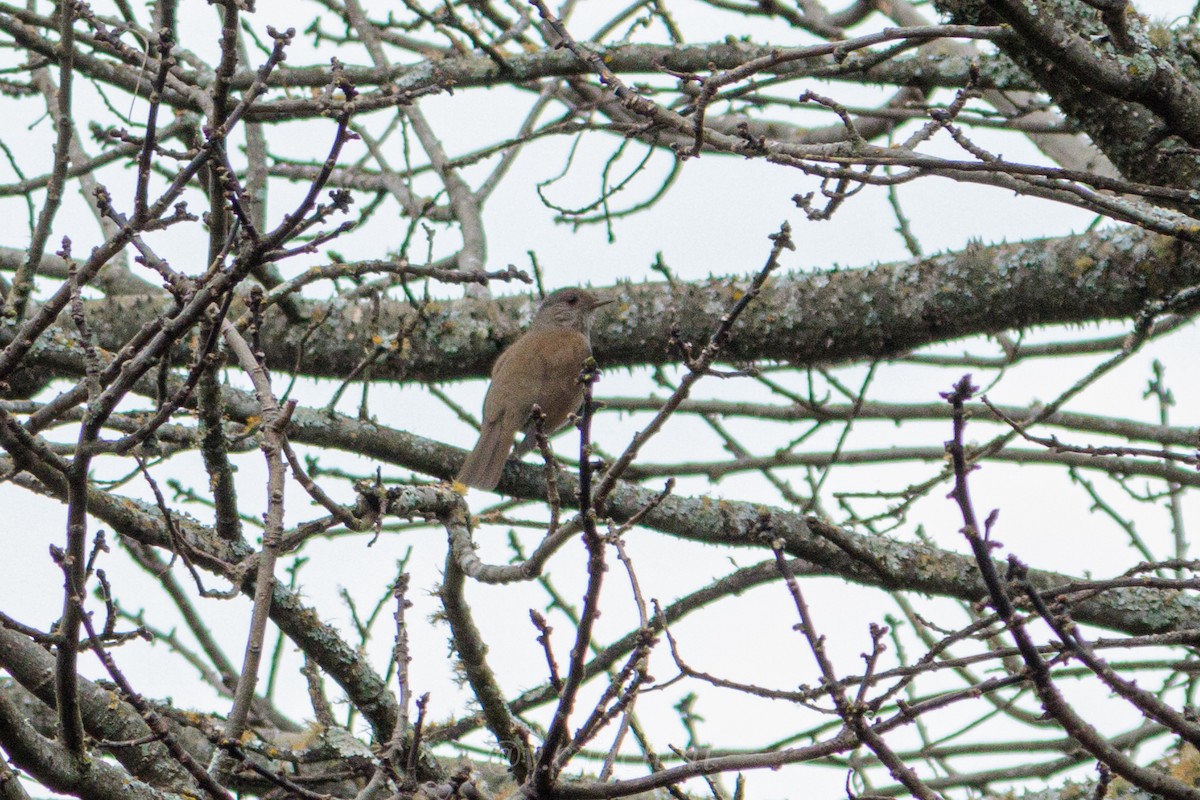 Pale-breasted Thrush - ML622054448