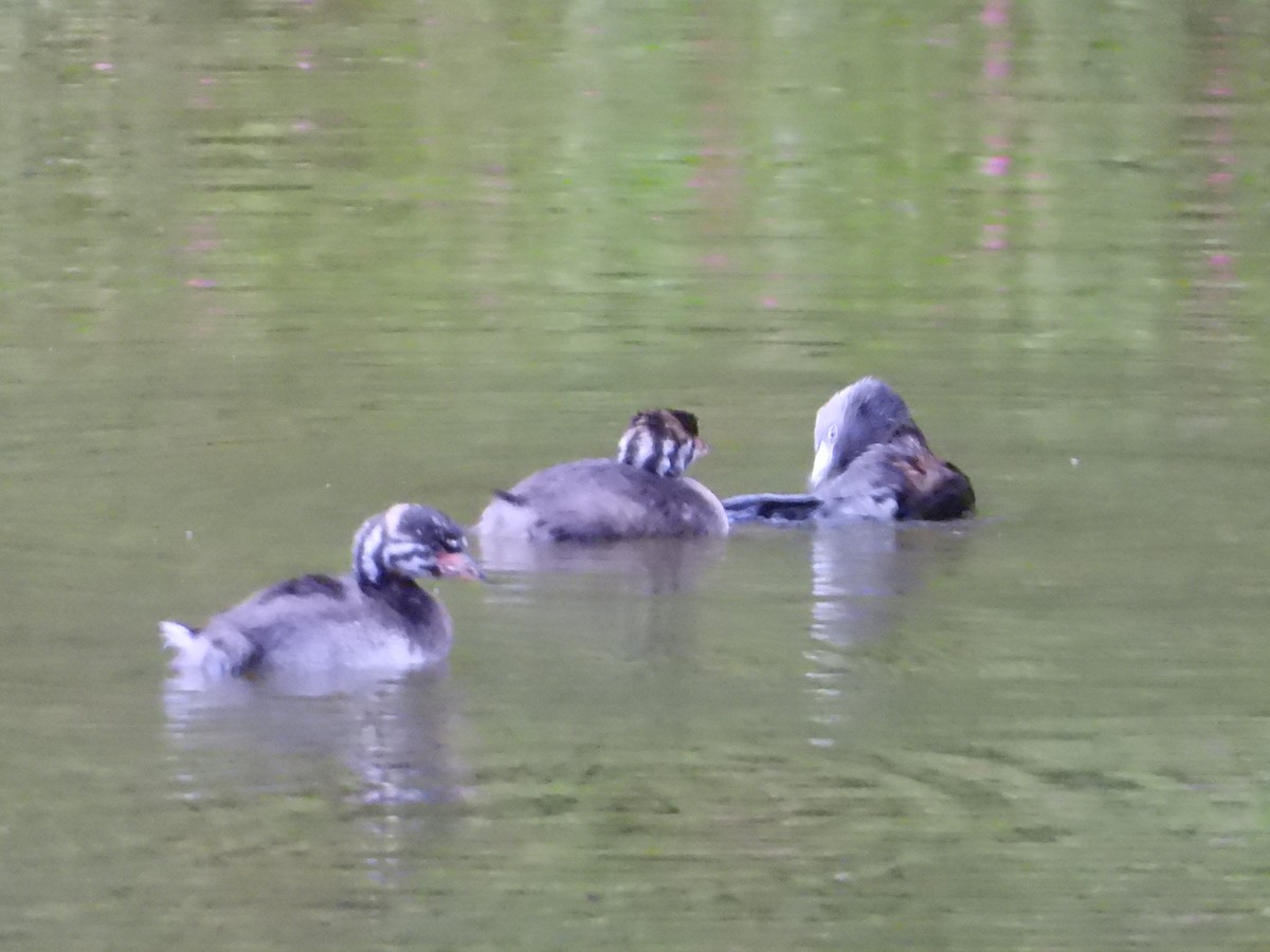 Pied-billed Grebe - ML622054449