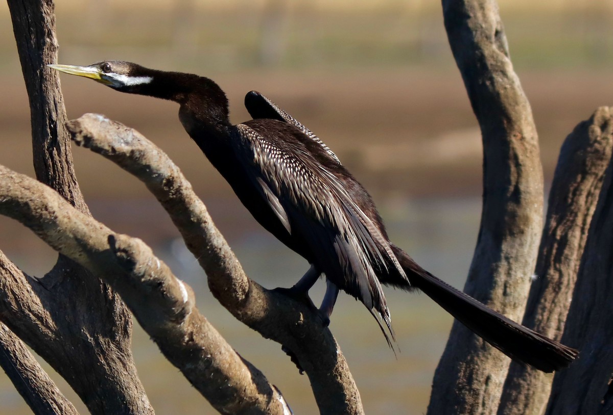 Australasian Darter - Constance Vigno