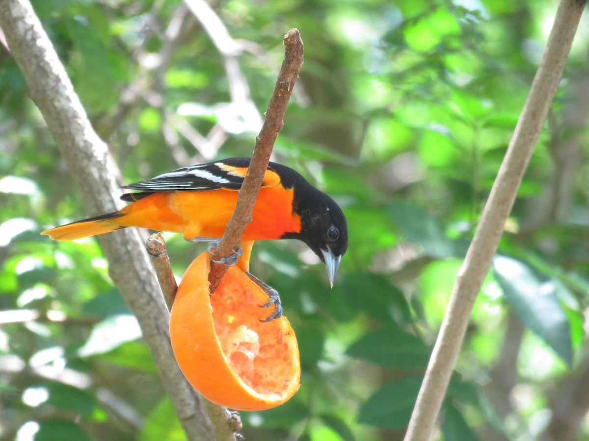 Baltimore Oriole - ML622054451