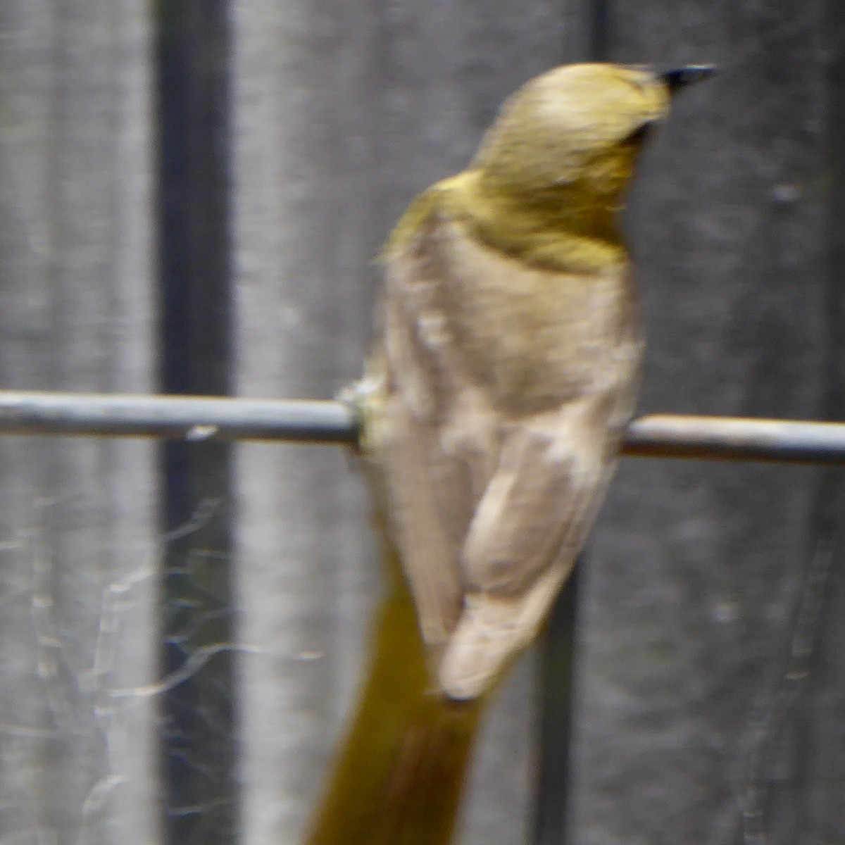 Hooded Oriole - ML622054452