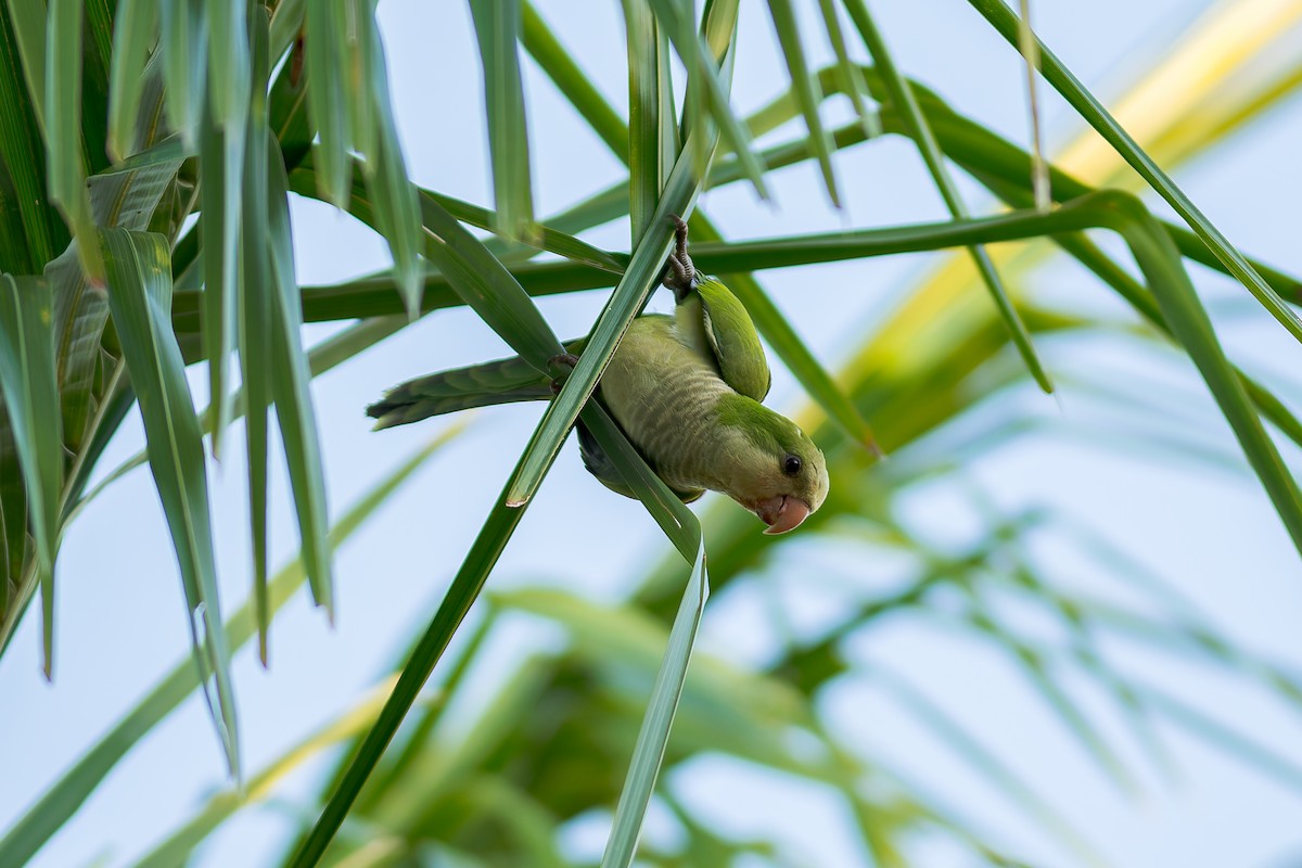 Monk Parakeet - ML622054453