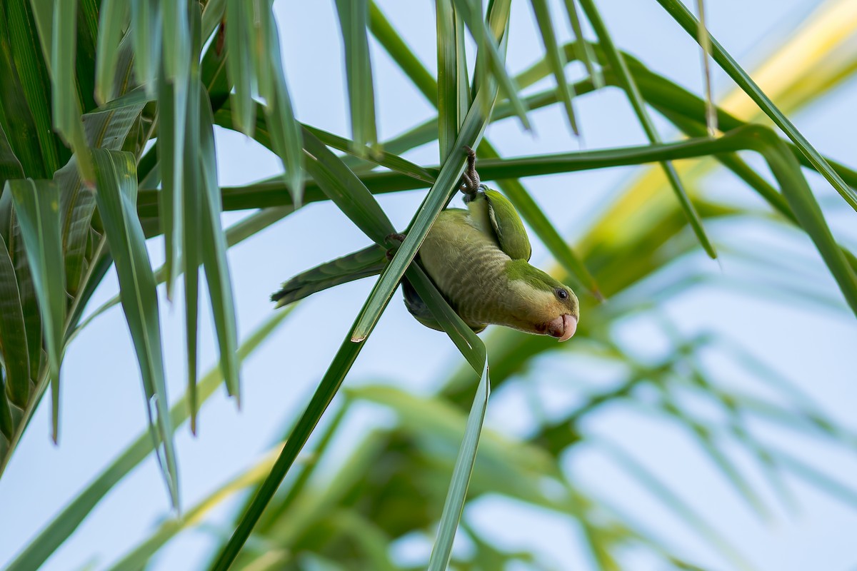 Monk Parakeet - ML622054454