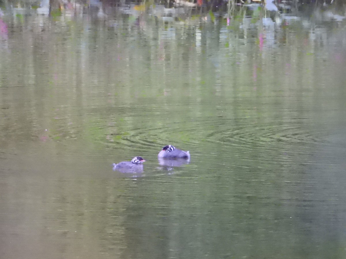 Pied-billed Grebe - ML622054456