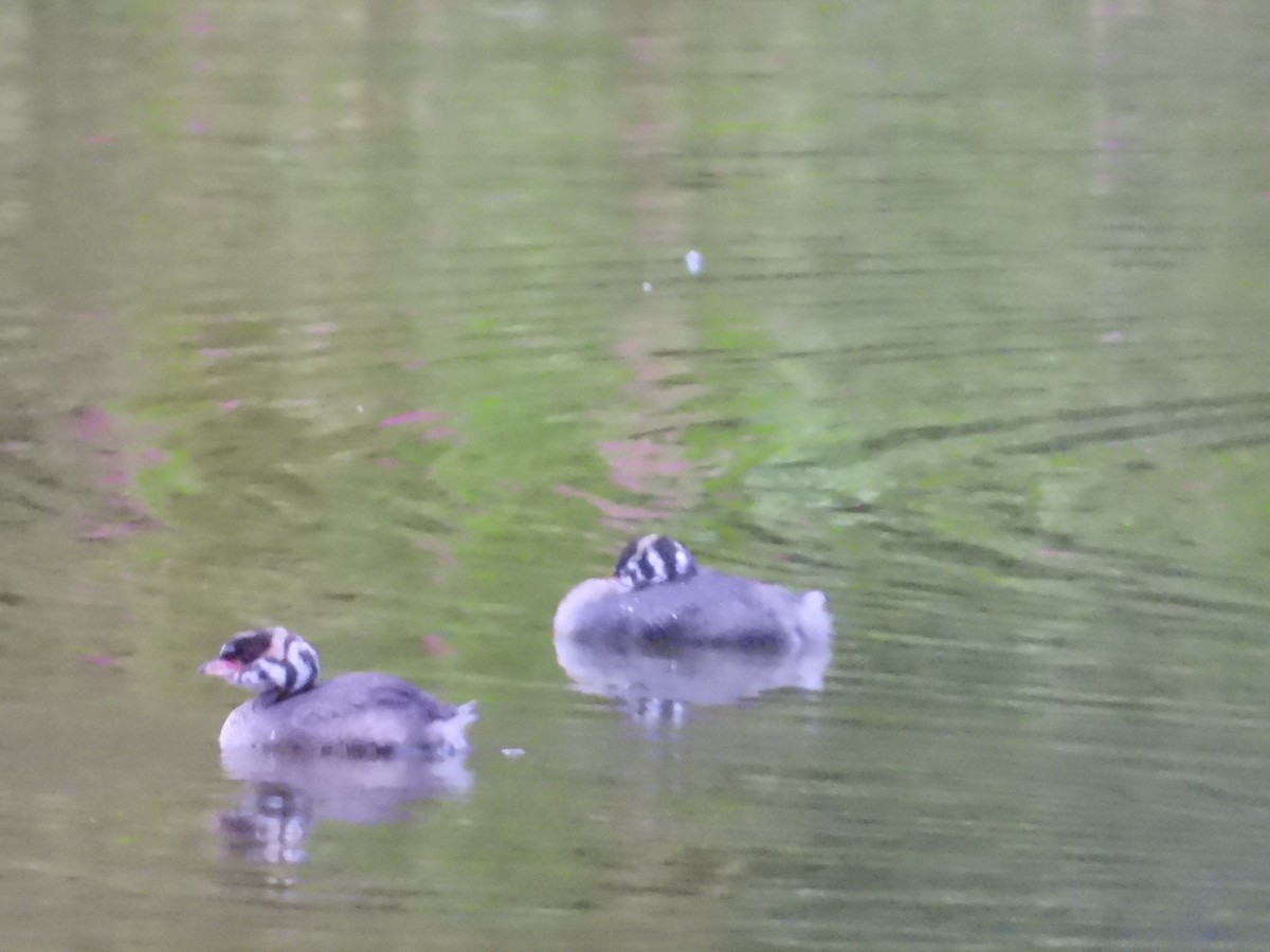 Pied-billed Grebe - ML622054457