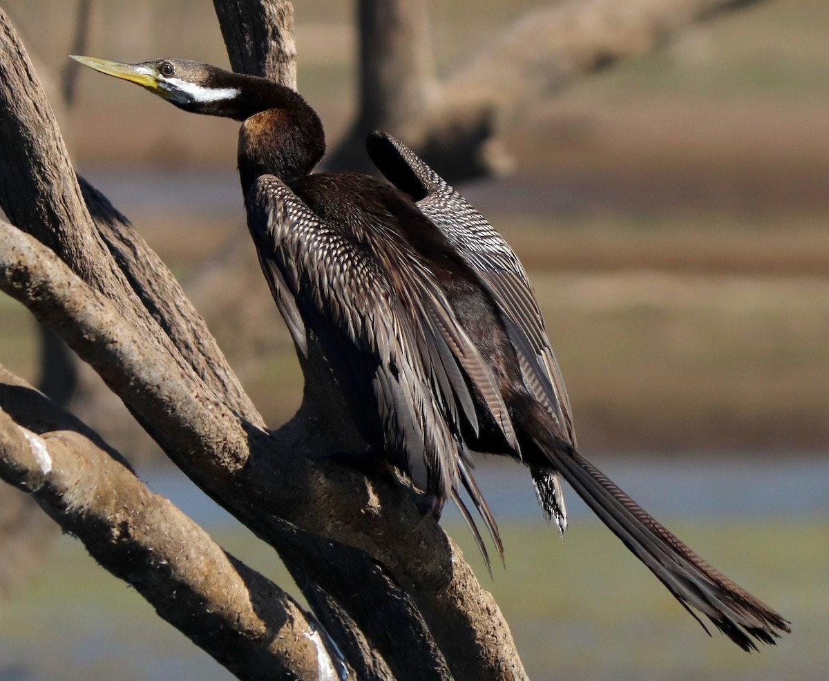 Australasian Darter - ML622054458