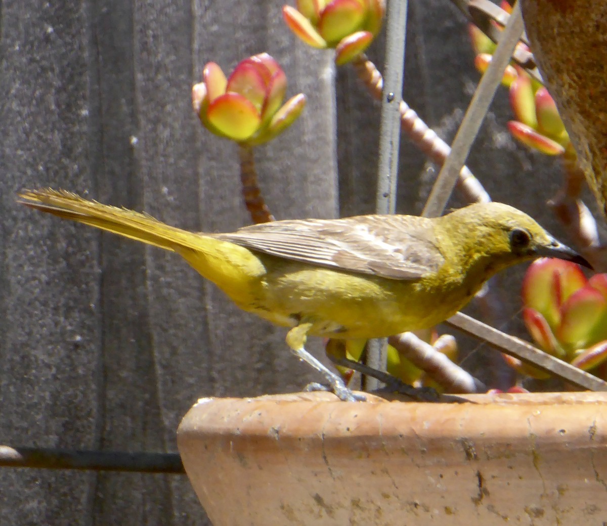 Hooded Oriole - ML622054459