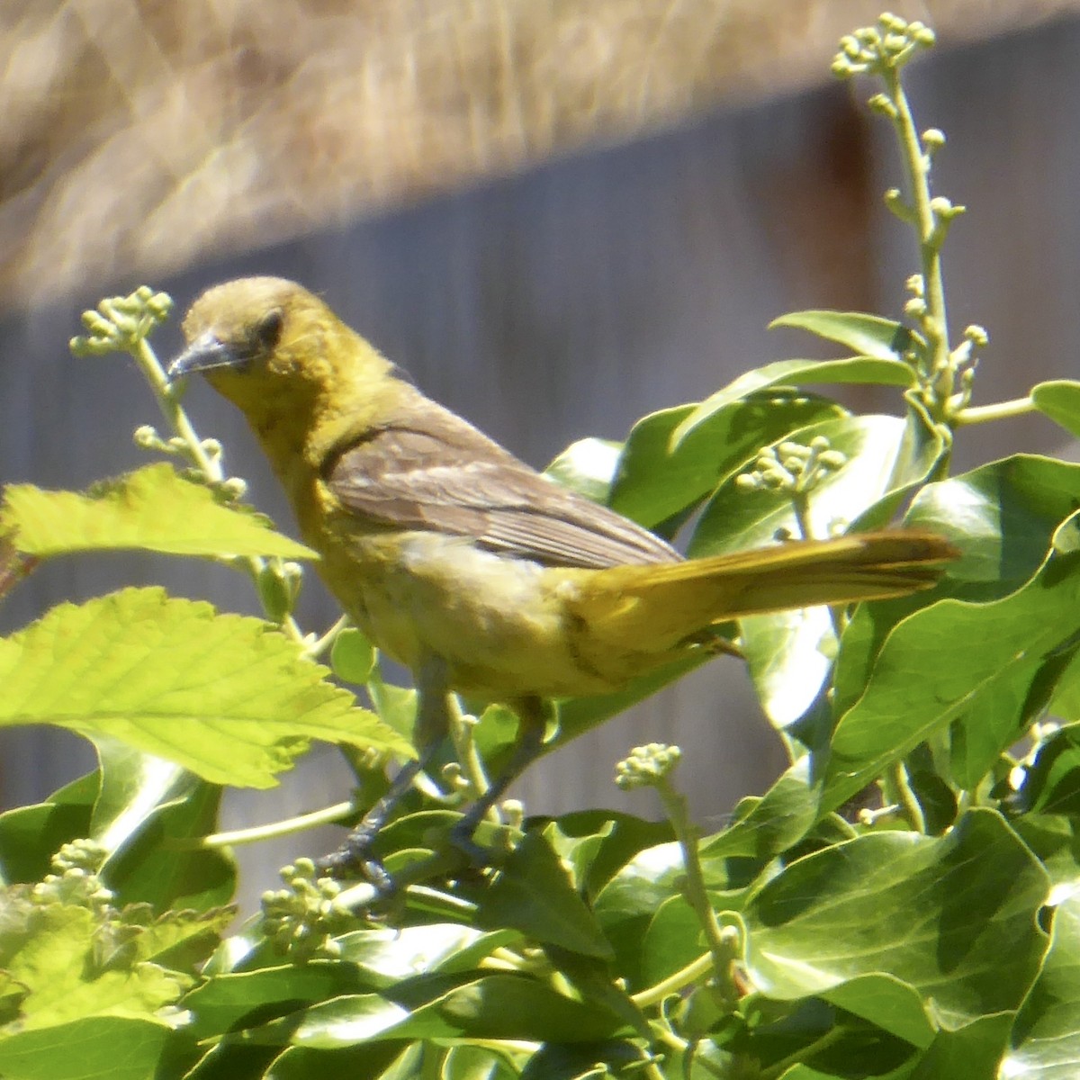 Hooded Oriole - ML622054460