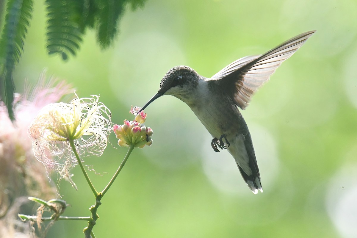 Ruby-throated Hummingbird - ML622054462