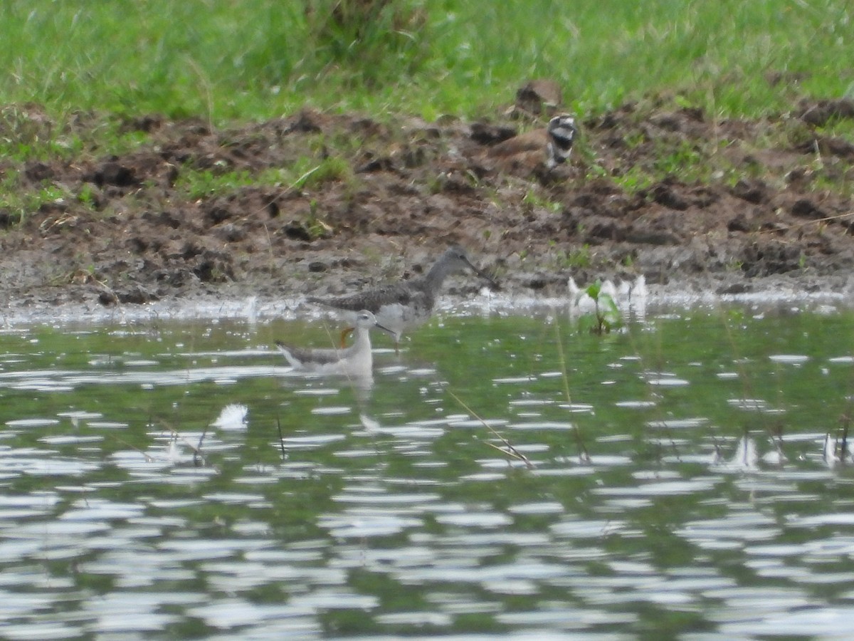 Wilson's Phalarope - ML622054463