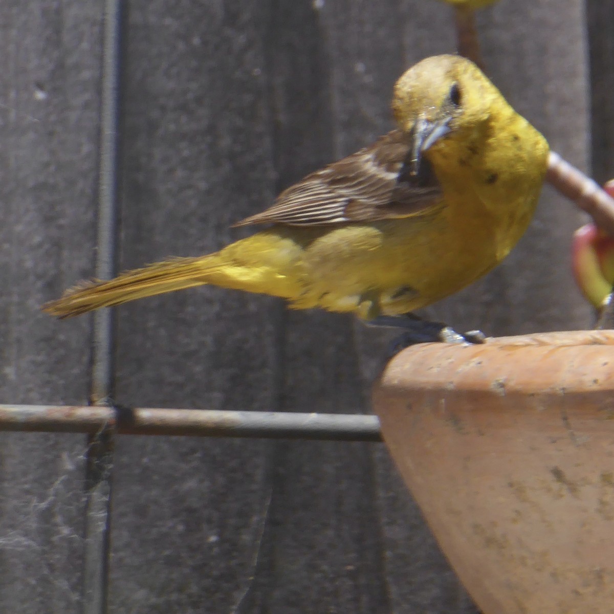 Hooded Oriole - ML622054464