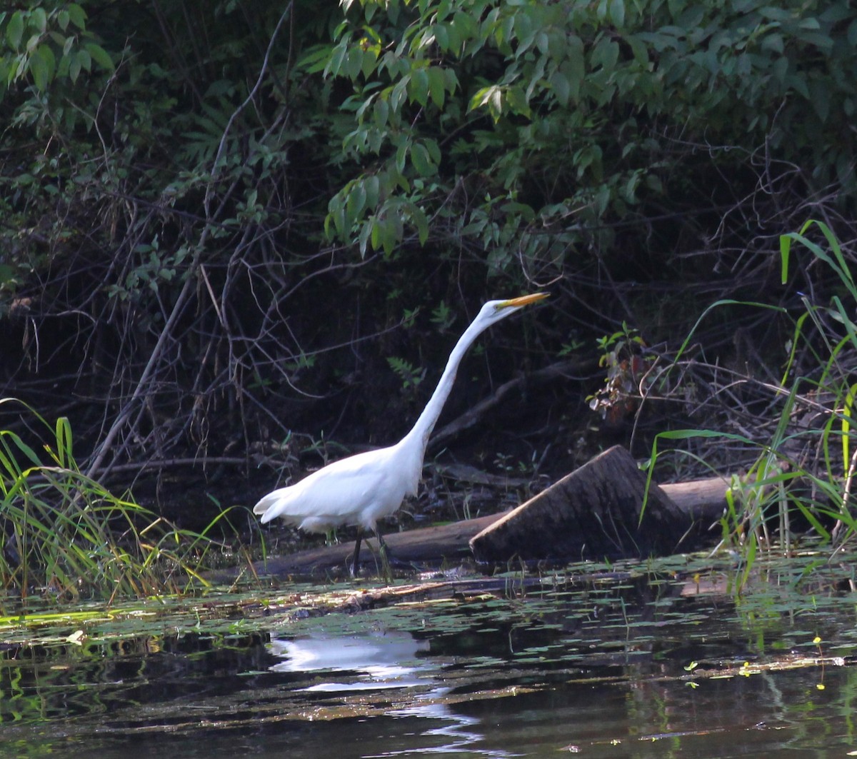 Great Egret - ML622054468