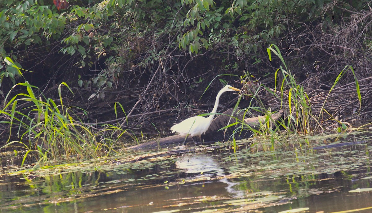 Great Egret - ML622054469