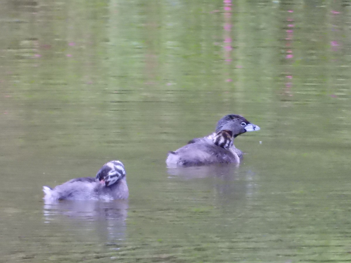 Pied-billed Grebe - ML622054470