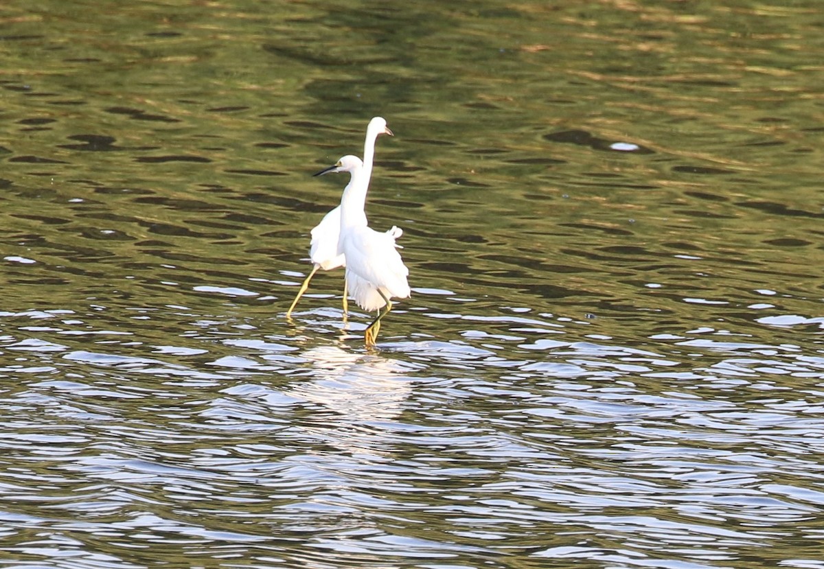 Snowy Egret - ML622054477