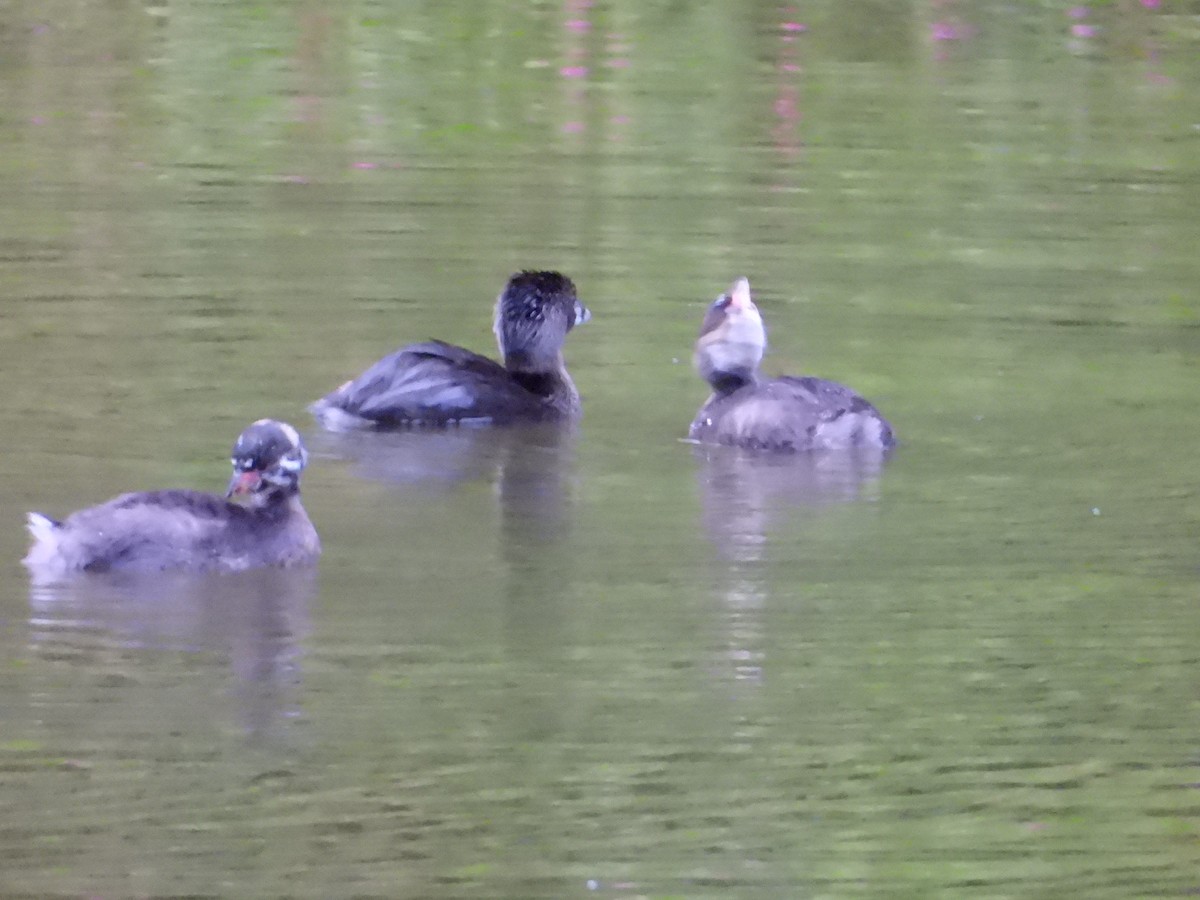 Pied-billed Grebe - Bill Holland