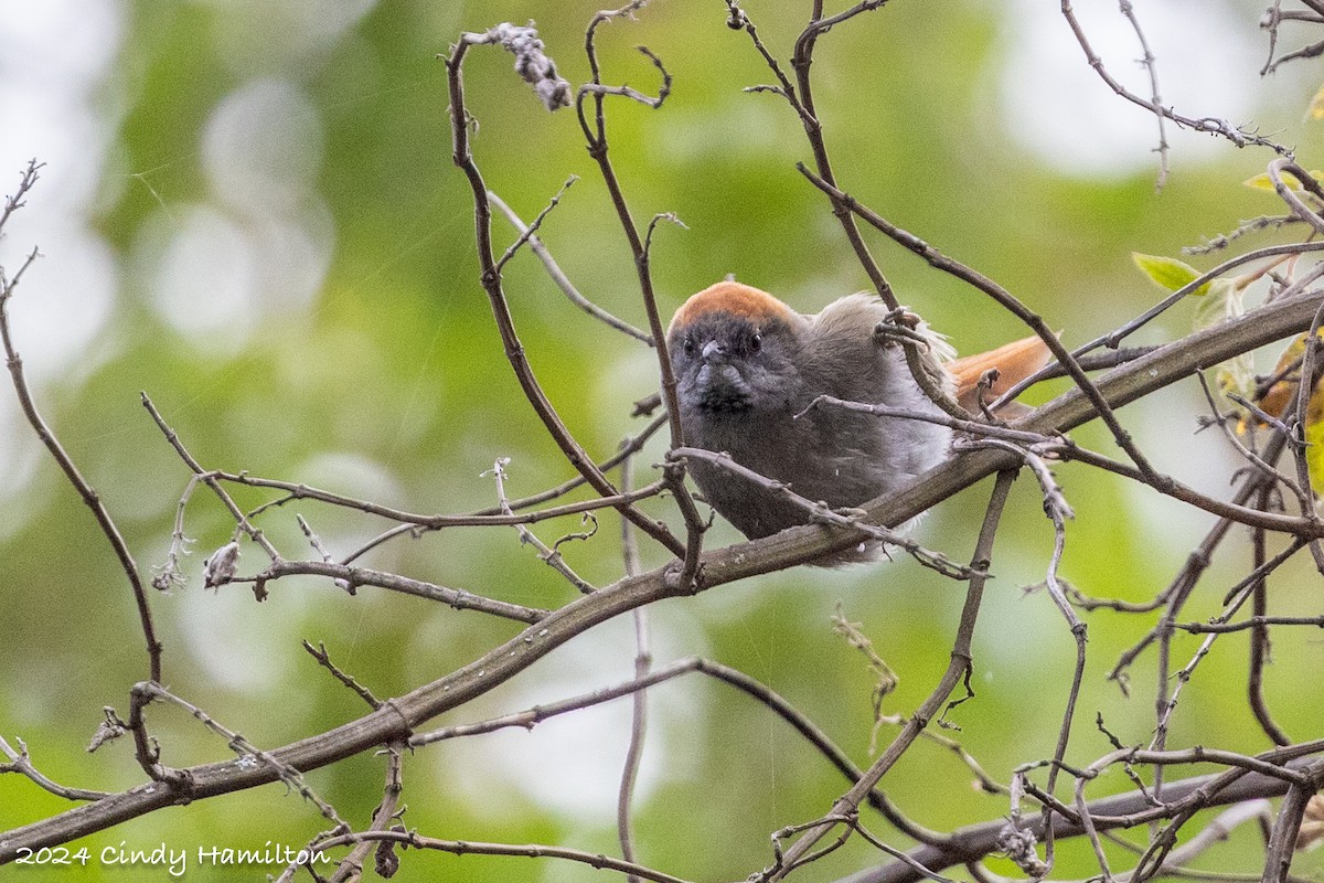 Azara's Spinetail - ML622054487