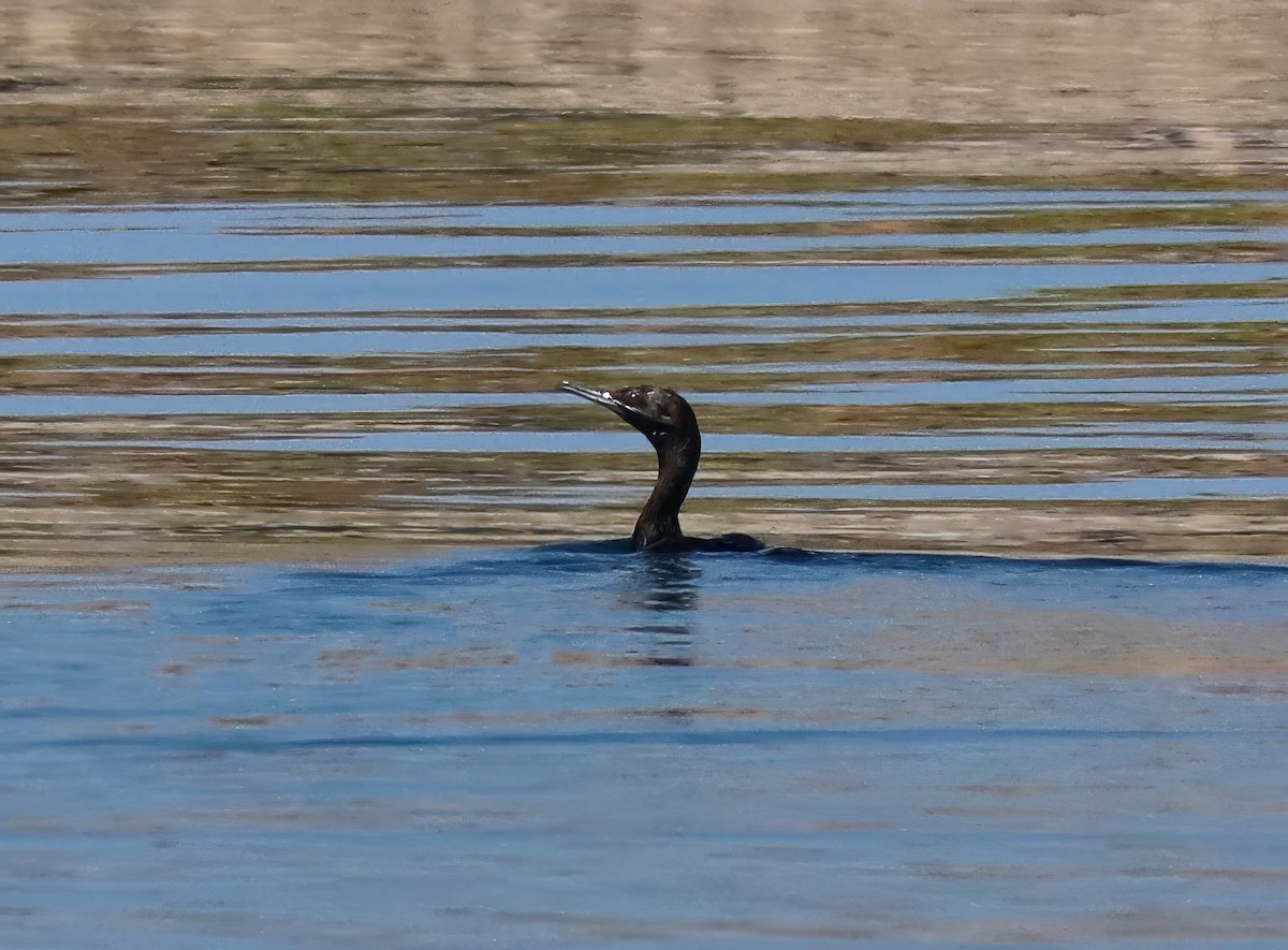 Little Black Cormorant - ML622054492