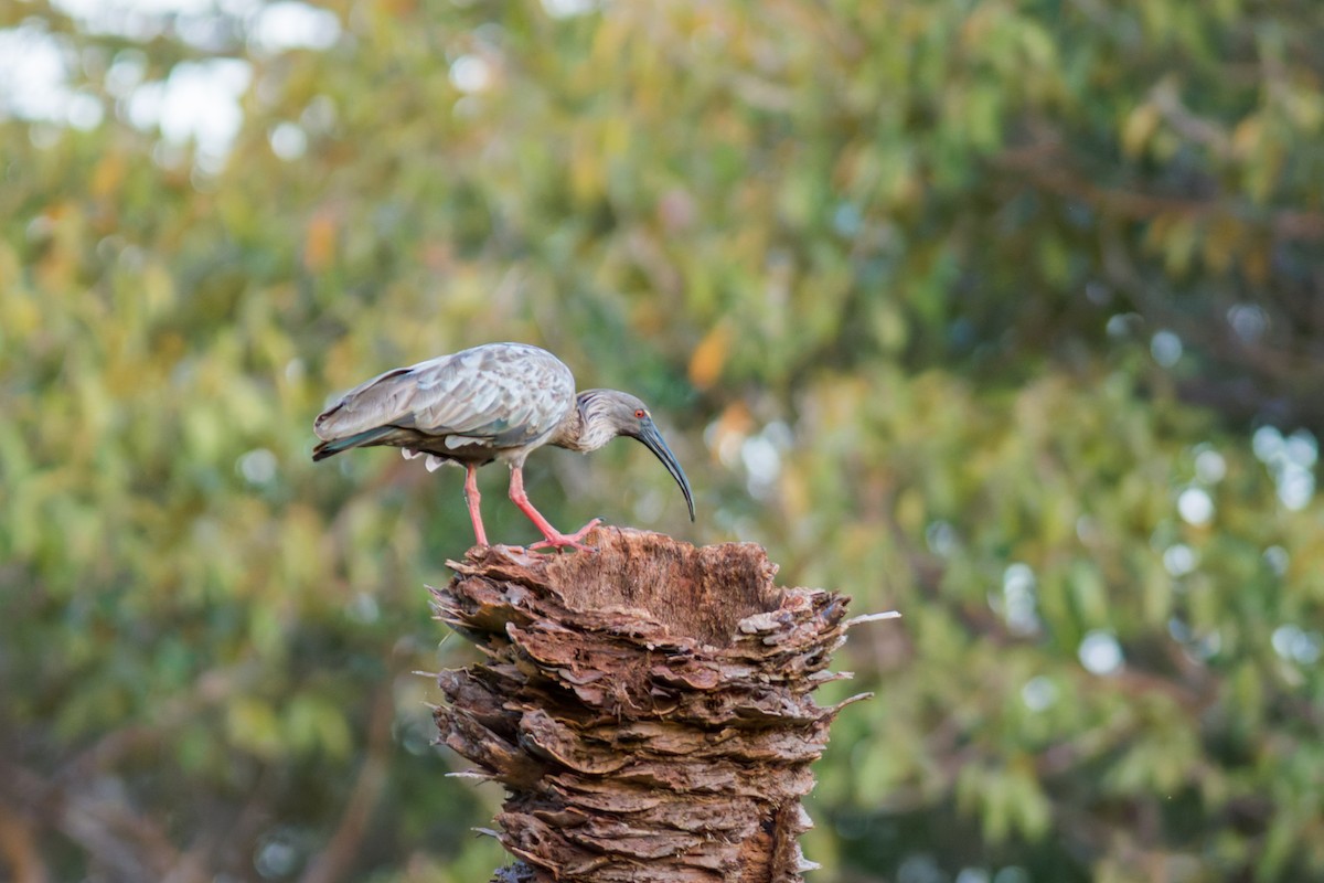 Plumbeous Ibis - ML622054494