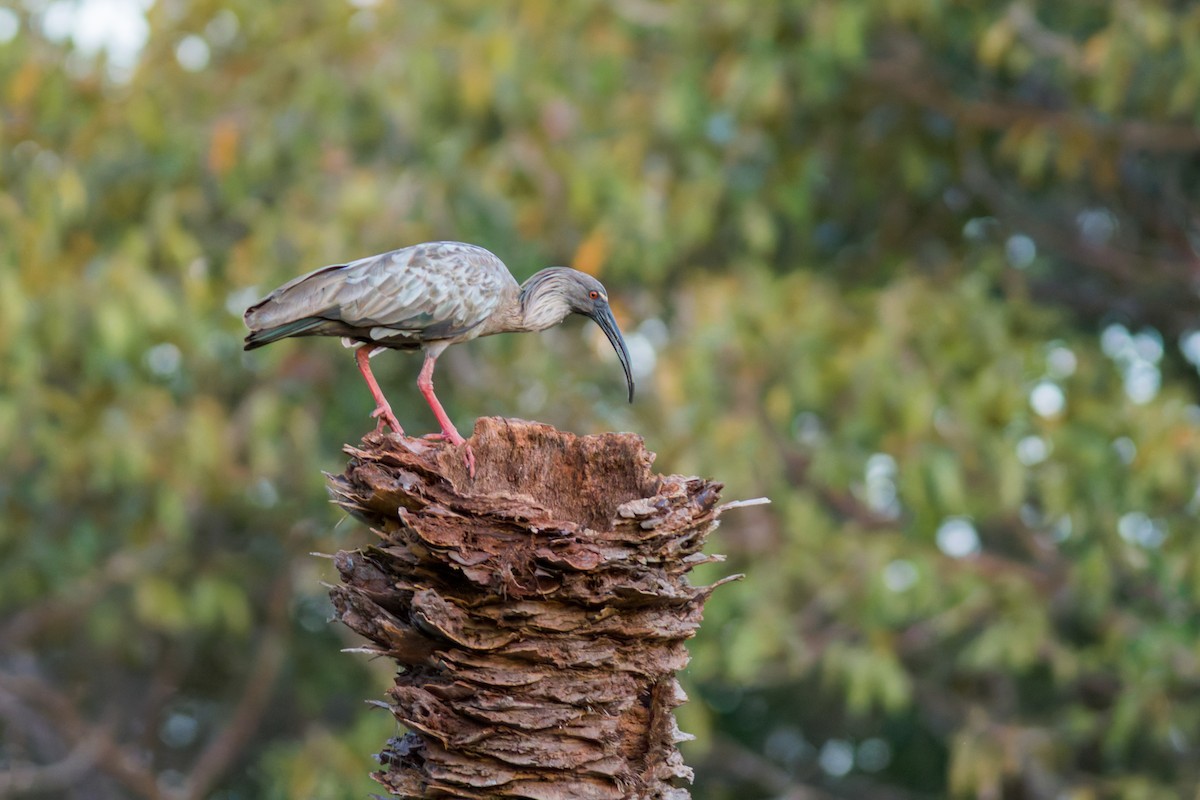 Plumbeous Ibis - ML622054495