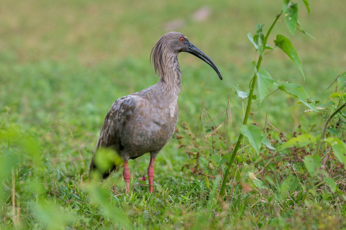 Plumbeous Ibis - ML622054498