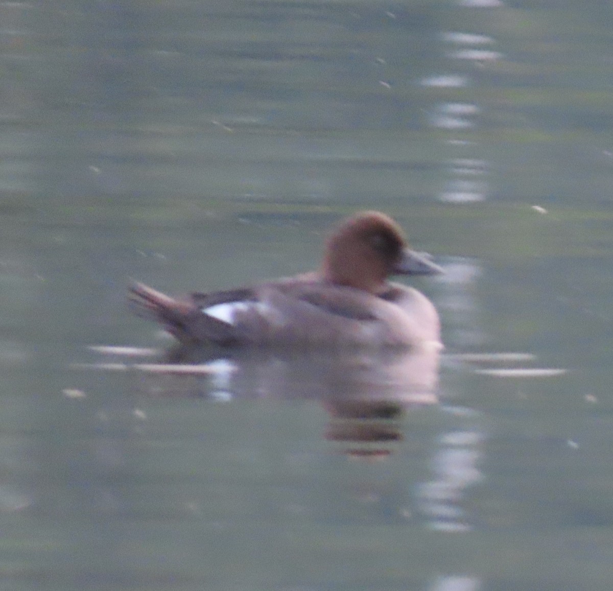 Common Goldeneye - ML622054501