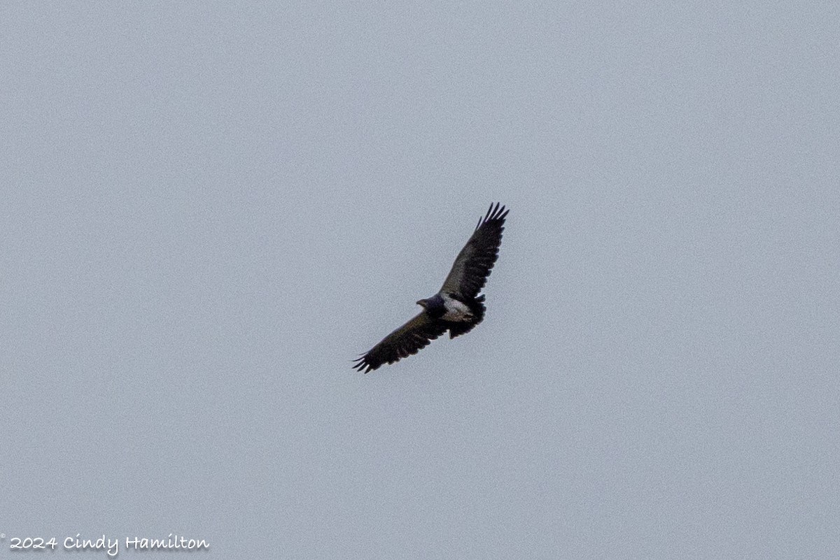 Black-chested Buzzard-Eagle - Cindy Hamilton