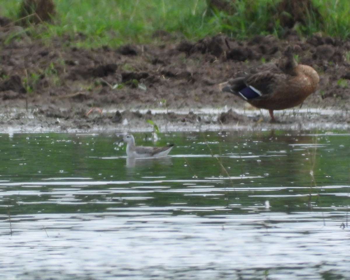 Wilson's Phalarope - ML622054504