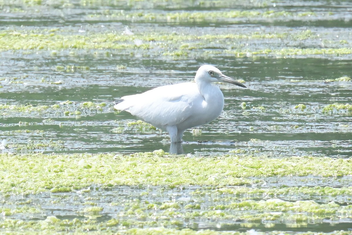 Little Blue Heron - ML622054506