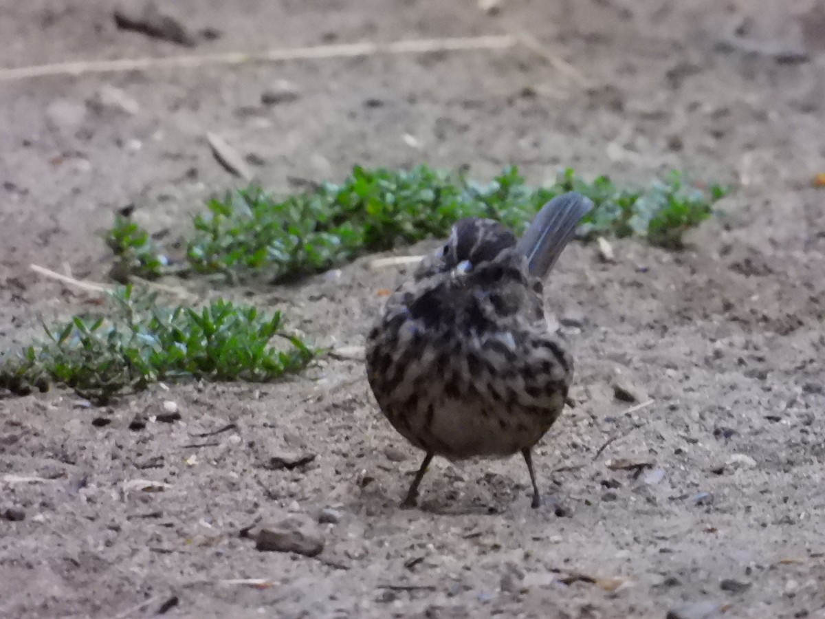 Song Sparrow - ML622054508