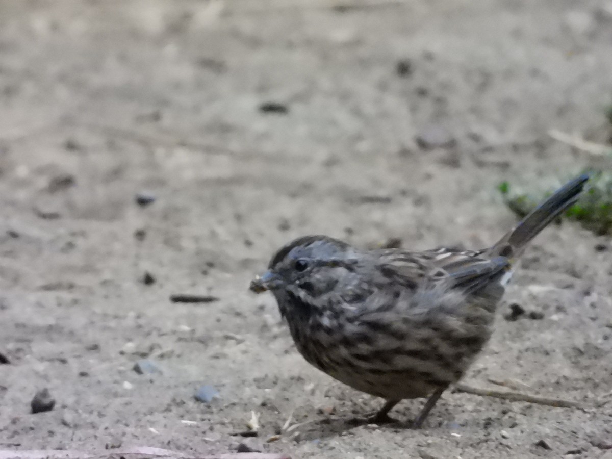 Song Sparrow - ML622054509