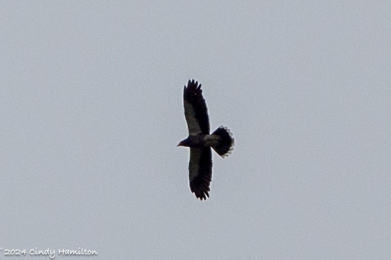 Carunculated Caracara - Cindy Hamilton