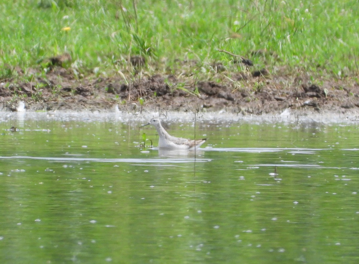 Wilson's Phalarope - ML622054512